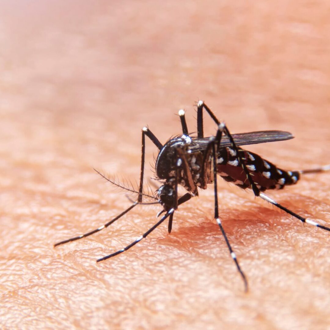 Confira as respostas para as principais dúvidas sobre a vacina da dengue
