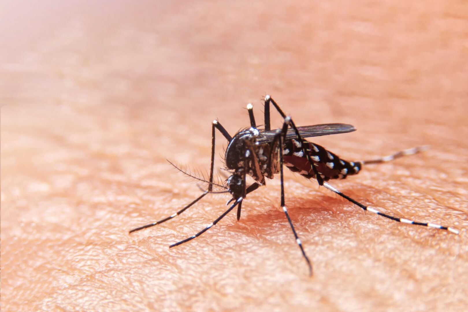 Confira as respostas para as principais dúvidas sobre a vacina da dengue